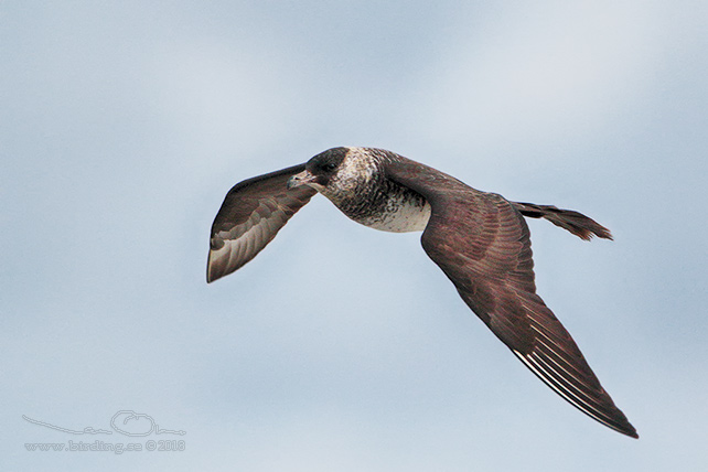 BREDSTJÄRTAD LABB / POMARINE JAEGER (Stercorarius pomarinus)