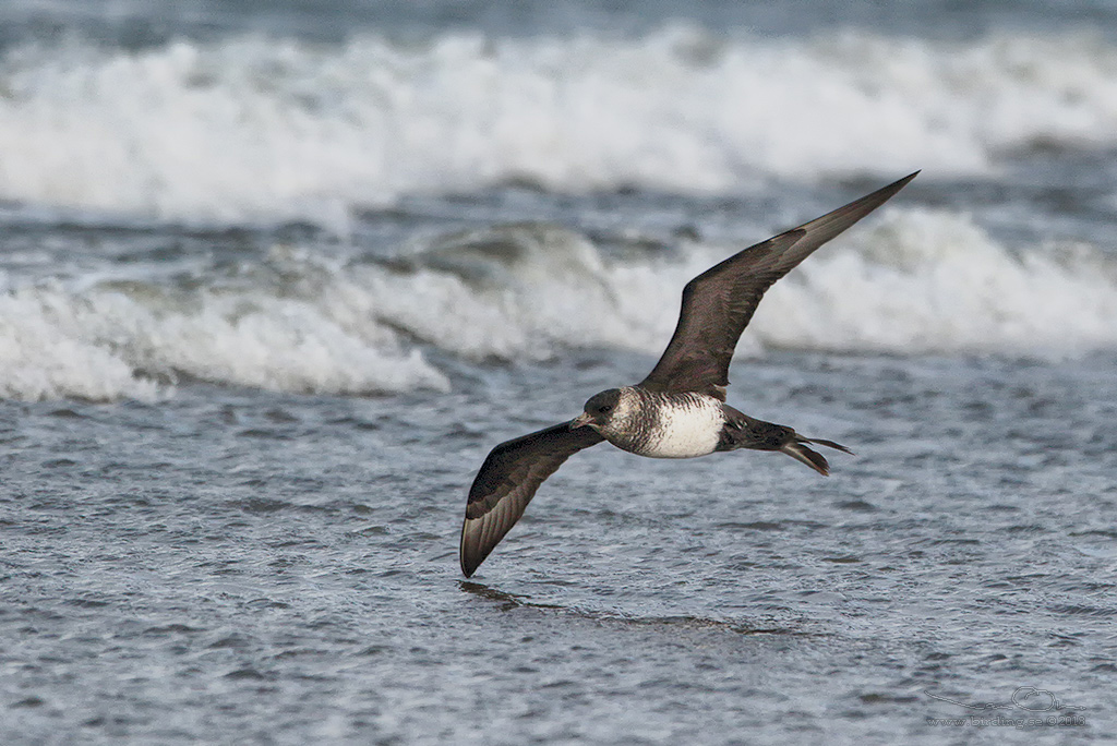 BREDSTJRTAD LABB / POMARINE JAEGER (Stercorarius pomarinus) - Stng / Close