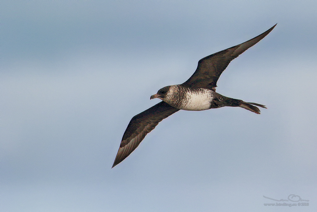 BREDSTJRTAD LABB / POMARINE JAEGER (Stercorarius pomarinus) - Stng / Close