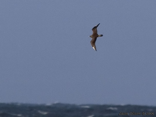 BREDSTJRTAD LABB / POMARINE JAEGER (Stercorarius pomarinus)