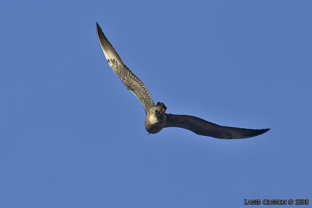 BREDSTJRTAD LABB / POMARINE JAEGER (Stercorarius pomarinus)