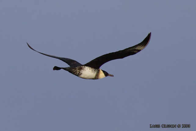 BREDSTJRTAD LABB / POMARINE JAEGER (Stercorarius pomarinus) - stor bild / full size