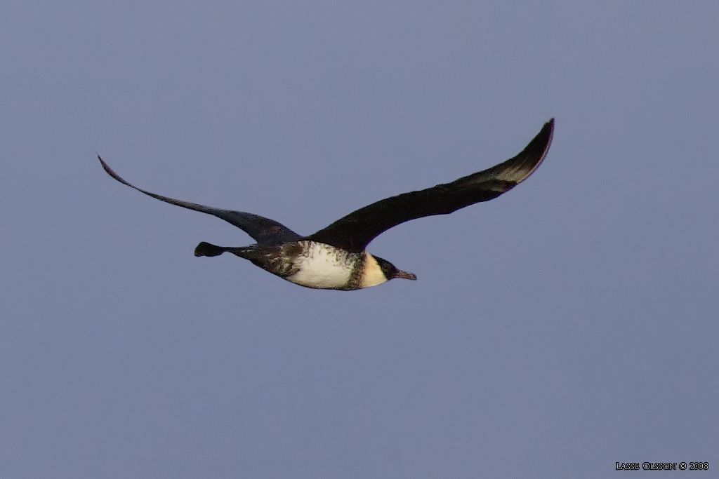 BREDSTJRTAD LABB / POMARINE JAEGER (Stercorarius pomarinus) - Stng / Close