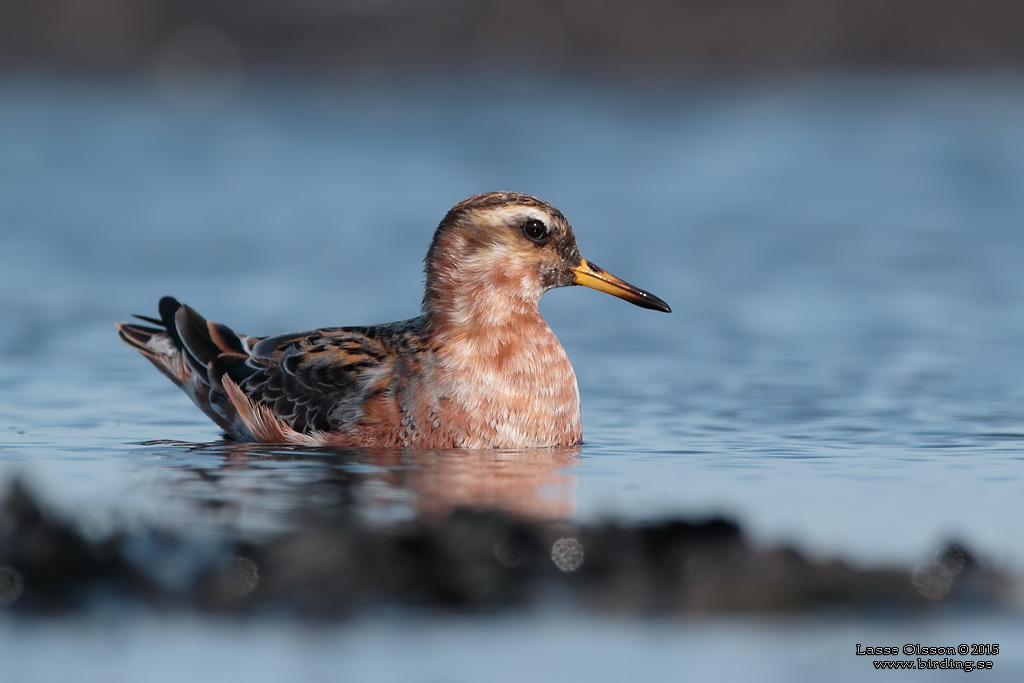 BREDNBBAD SIMSNPPA / GREY PHALAROPE (Phalaropus fulicarius) - Stng / Close