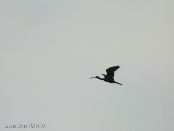 BRONSIBIS / GLOSSY IBIS (Plegadis falcinellus)