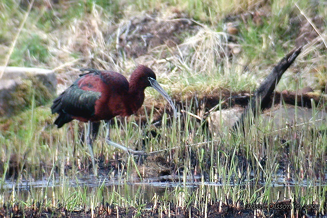 BRONSIBIS / GLOSSY IBIS (Plegadis falcinellus)