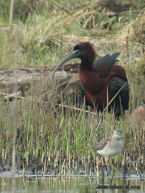 BRONSIBIS / GLOSSY IBIS (Plegadis falcinellus)