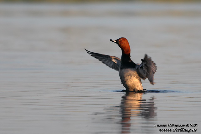 BRUNAND / COMMON POCHARD (Aythya ferina) - stor bild / full size