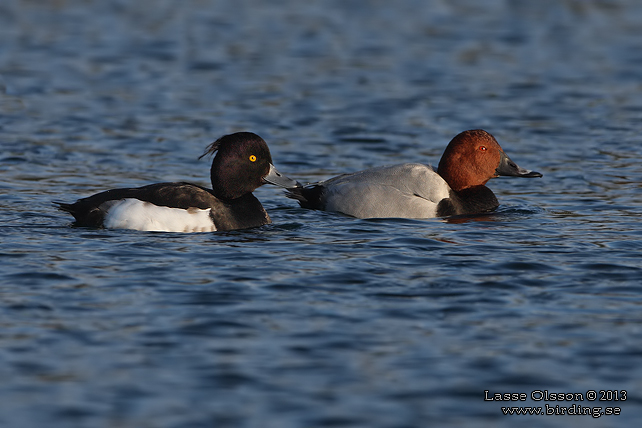 BRUNAND / COMMON POCHARD (Aythya ferina) - stor bild / full size