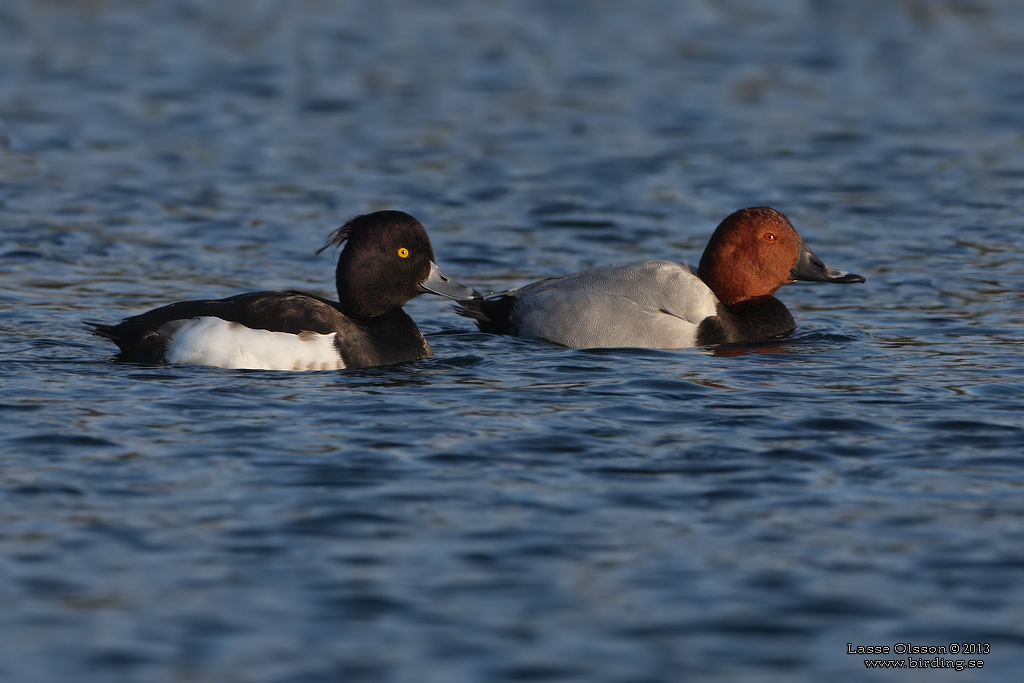 BRUNAND / COMMON POCHARD (Aythya ferina) - Stng / Close