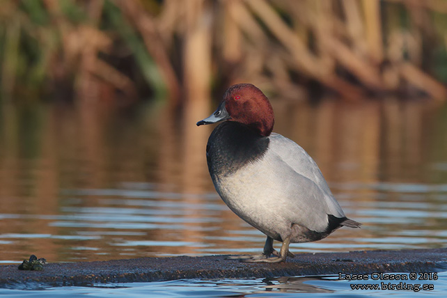 BRUNAND / COMMON POCHARD (Aythya ferina) - stor bild / full size