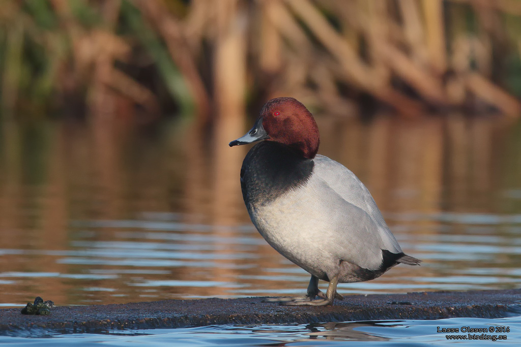 BRUNAND / COMMON POCHARD (Aythya ferina) - Stng / Close