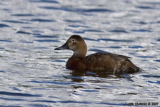 BRUNAND / COMMON POCHARD (Aythya ferina) - stor bild / full size