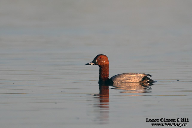 BRUNAND / COMMON POCHARD (Aythya ferina) - stor bild / full size