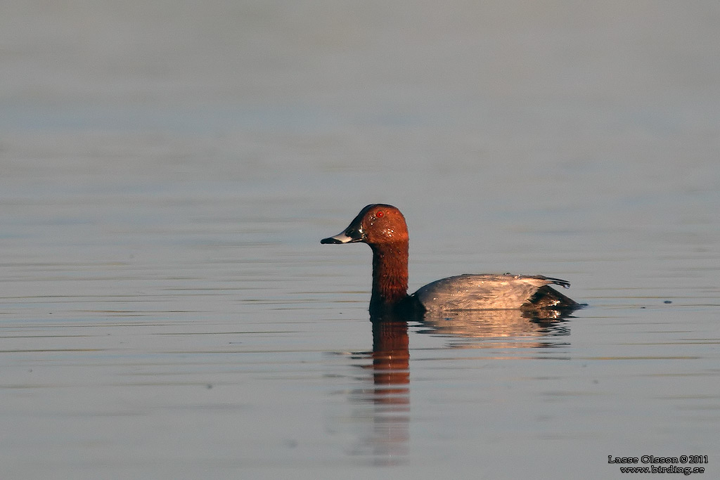 BRUNAND / COMMON POCHARD (Aythya ferina) - Stng / Close