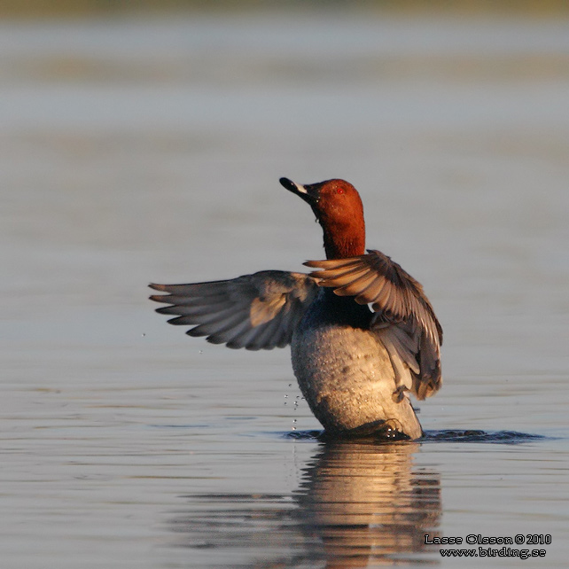 BRUNAND / COMMON POCHARD (Aythya ferina) - stor bild / full size