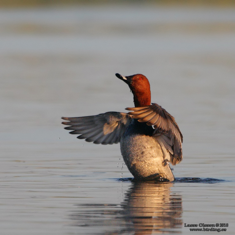 BRUNAND / COMMON POCHARD (Aythya ferina) - Stng / Close