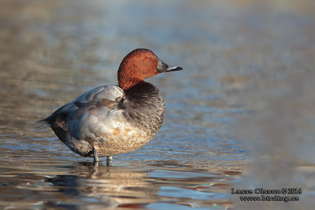 BRUNAND / COMMON POCHARD (Aythya ferina) - stor bild / full size