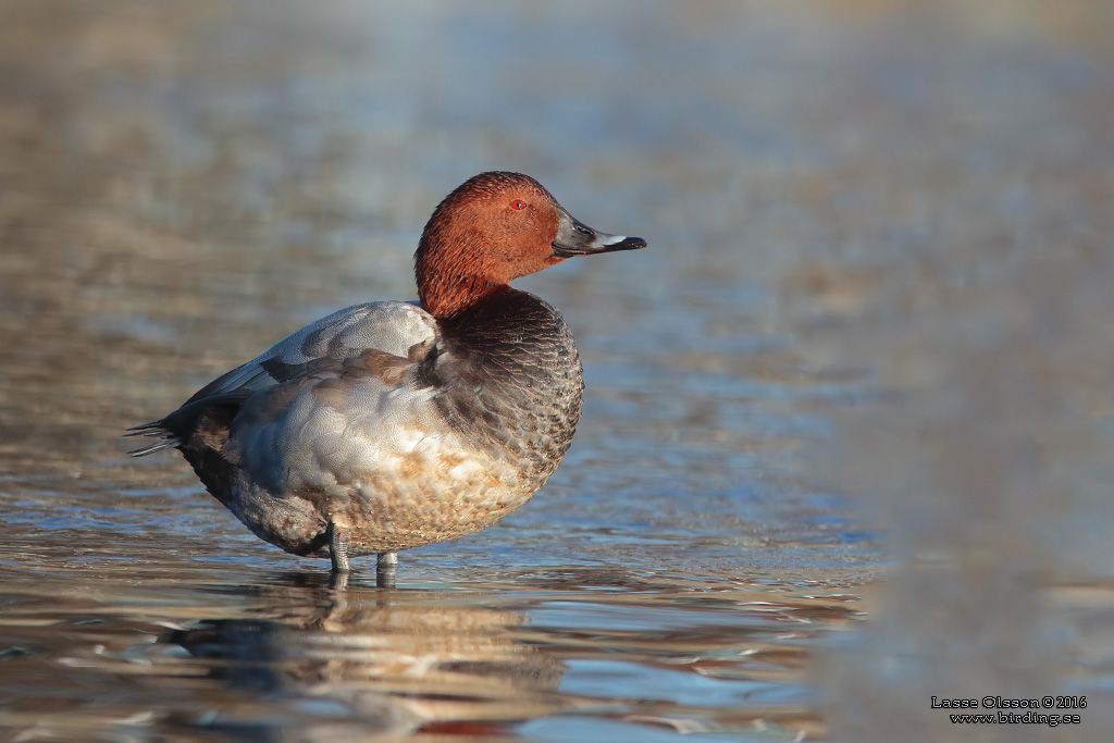 BRUNAND / COMMON POCHARD (Aythya ferina) - Stng / Close