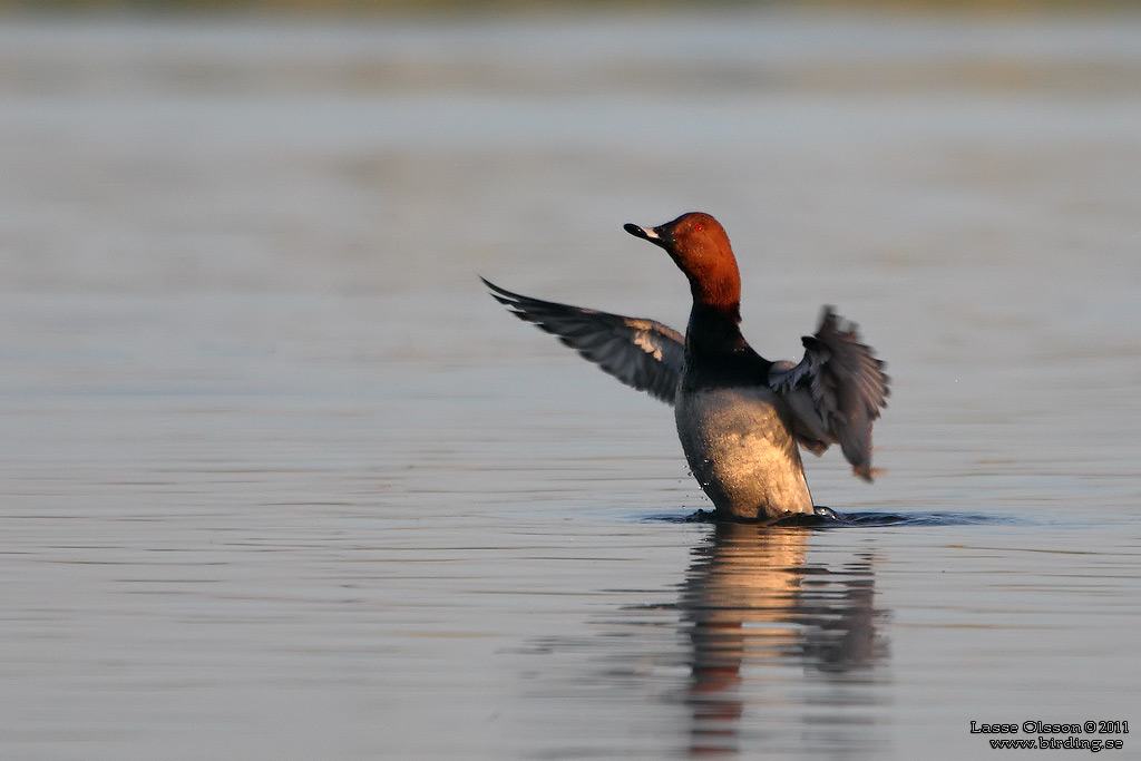 BRUNAND / COMMON POCHARD (Aythya ferina) - Stng / Close