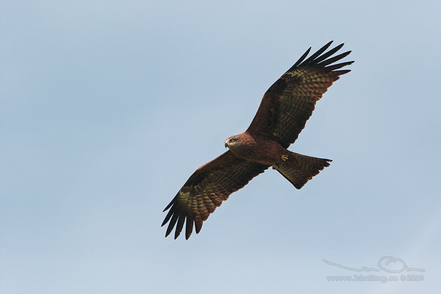 BRUN GLADA / BLACK KITE (Milvus migrans) - stor bild / full size