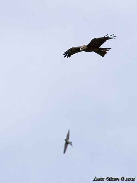 BRUN GLADA / BLACK KITE (Milvus migrans)