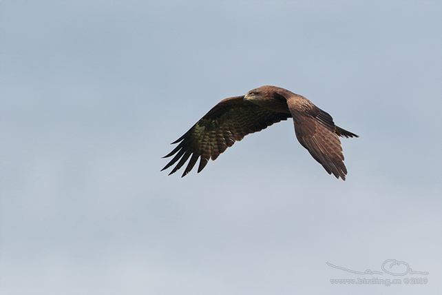 BRUN GLADA / BLACK KITE (Milvus migrans) - stor bild / full size