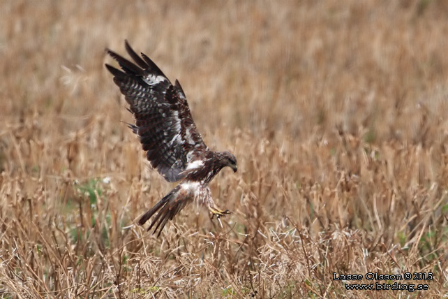 BRUN GLADA / BLACK KITE (Milvus migrans) - stor bild / full size