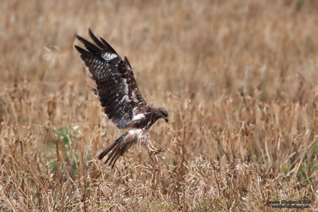 BRUN GLADA / BLACK KITE (Milvus migrans) - Stng / Close