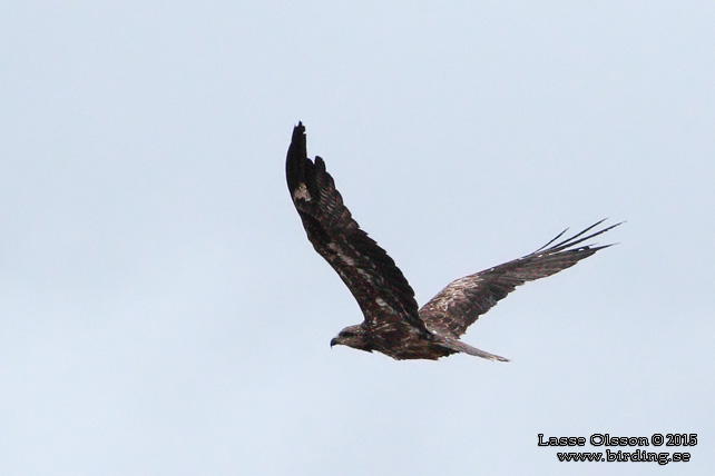 BRUN GLADA / BLACK KITE (Milvus migrans) - stor bild / full size