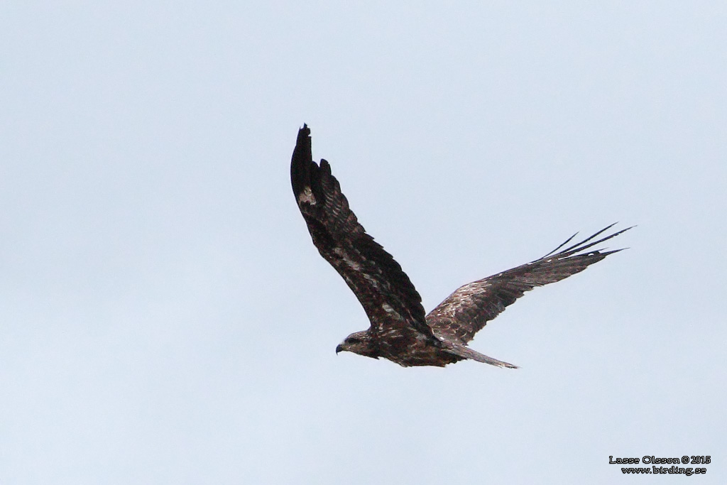 BRUN GLADA / BLACK KITE (Milvus migrans) - Stng / Close