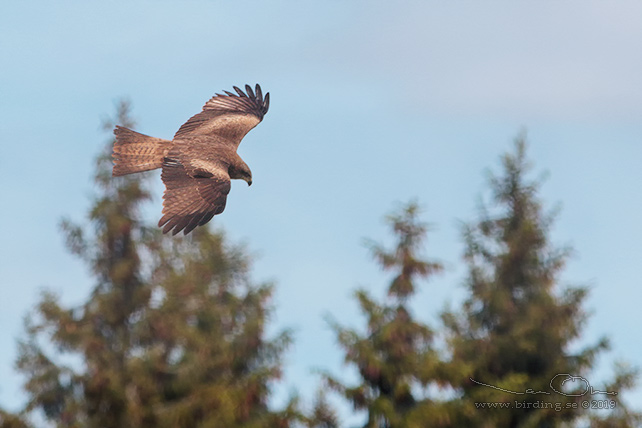 BRUN GLADA / BLACK KITE (Milvus migrans) - stor bild / full size