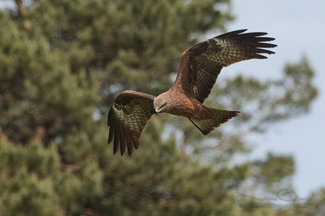 BRUN GLADA / BLACK KITE (Milvus migrans) - stor bild / full size