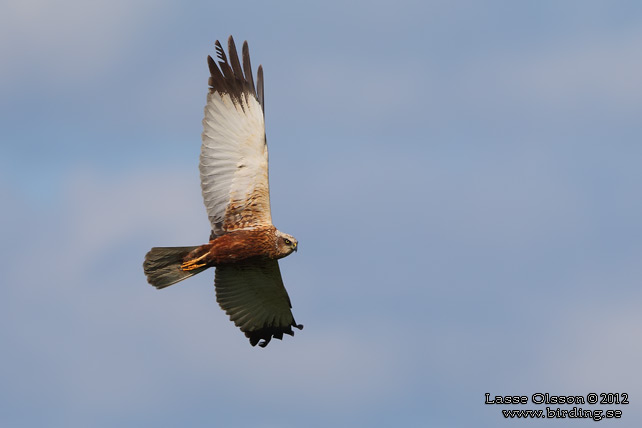 BRUN KÄRRHÖK / WESTERN MARSH HARRIER (Circus aeroginosus) - STOR BILD / FULL SIZE