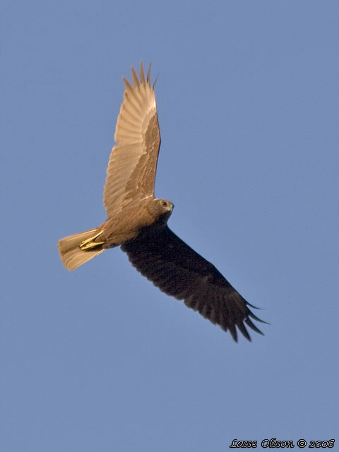 BRUN KRRHK / WESTERN MARSH HARRIER (Circus aeroginosus)