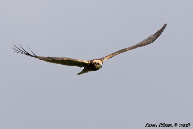 BRUN KRRHK / WESTERN MARSH HARRIER (Circus aeroginosus)