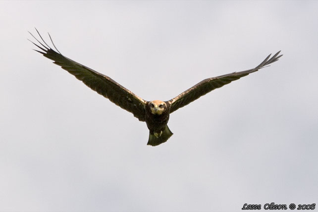 BRUN KRRHK / WESTERN MARSH HARRIER (Circus aeroginosus)