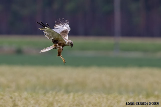 BRUN KRRHK / WESTERN MARSH HARRIER (Circus aeroginosus) - STOR BILD / FULL SIZE