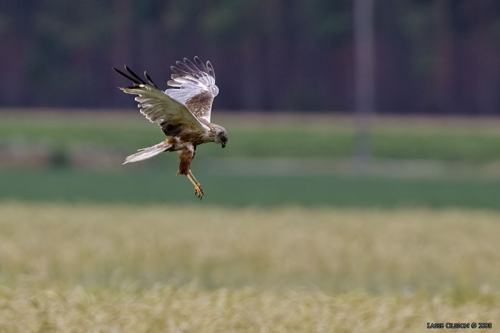 BRUN KRRHK / WESTERN MARSH HARRIER (Circus aeroginosus) - Stng / Close