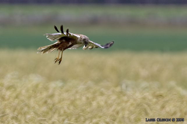 BRUN KRRHK / WESTERN MARSH HARRIER (Circus aeroginosus) - STOR BILD / FULL SIZE