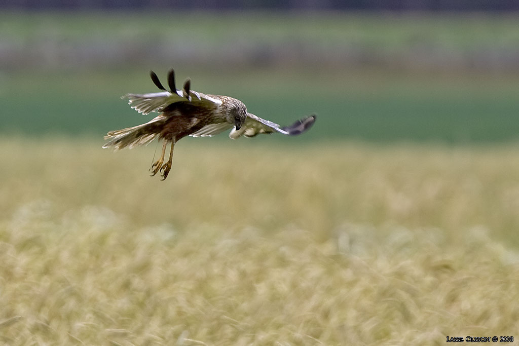 BRUN KRRHK / WESTERN MARSH HARRIER (Circus aeroginosus) - Stng / Close