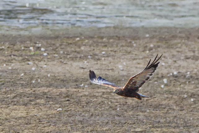 BRUN KÄRRHÖK / WESTERN MARSH HARRIER (Circus aeroginosus) - STOR BILD / FULL SIZE