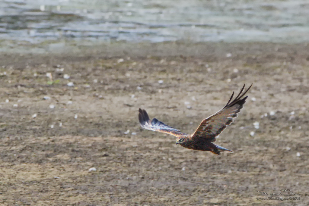 BRUN KRRHK / WESTERN MARSH HARRIER (Circus aeroginosus) - Stng / Close