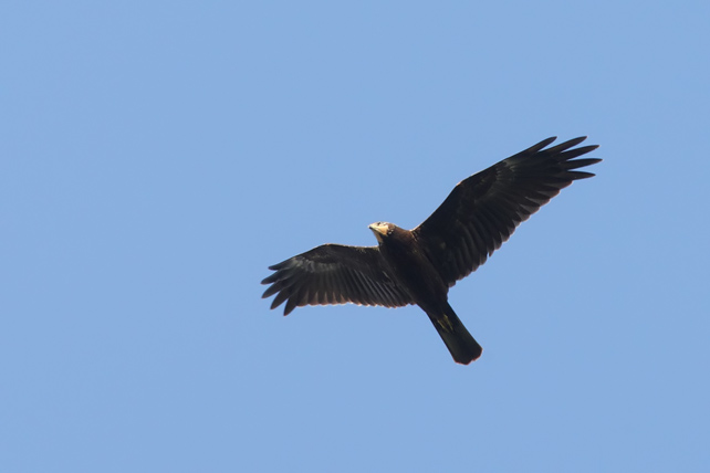 BRUN KÄRRHÖK / WESTERN MARSH HARRIER (Circus aeroginosus) - STOR BILD / FULL SIZE