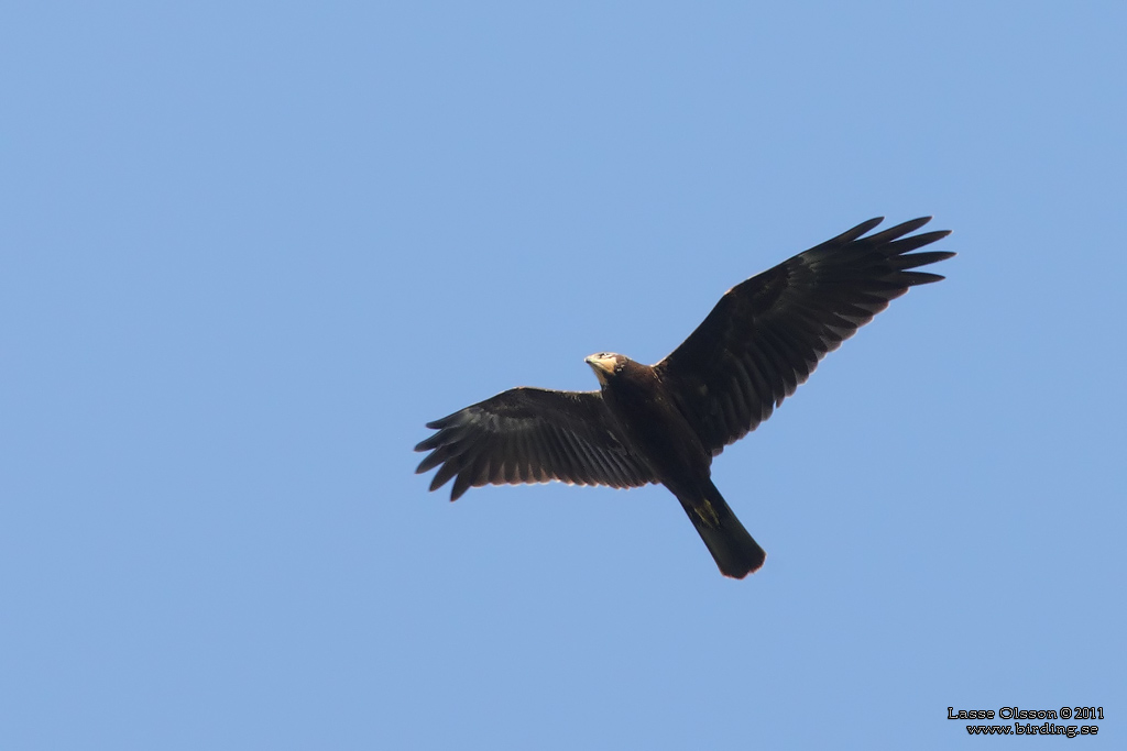 BRUN KRRHK / WESTERN MARSH HARRIER (Circus aeroginosus) - Stng / Close