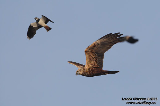 BRUN KÄRRHÖK / WESTERN MARSH HARRIER (Circus aeroginosus) - STOR BILD / FULL SIZE