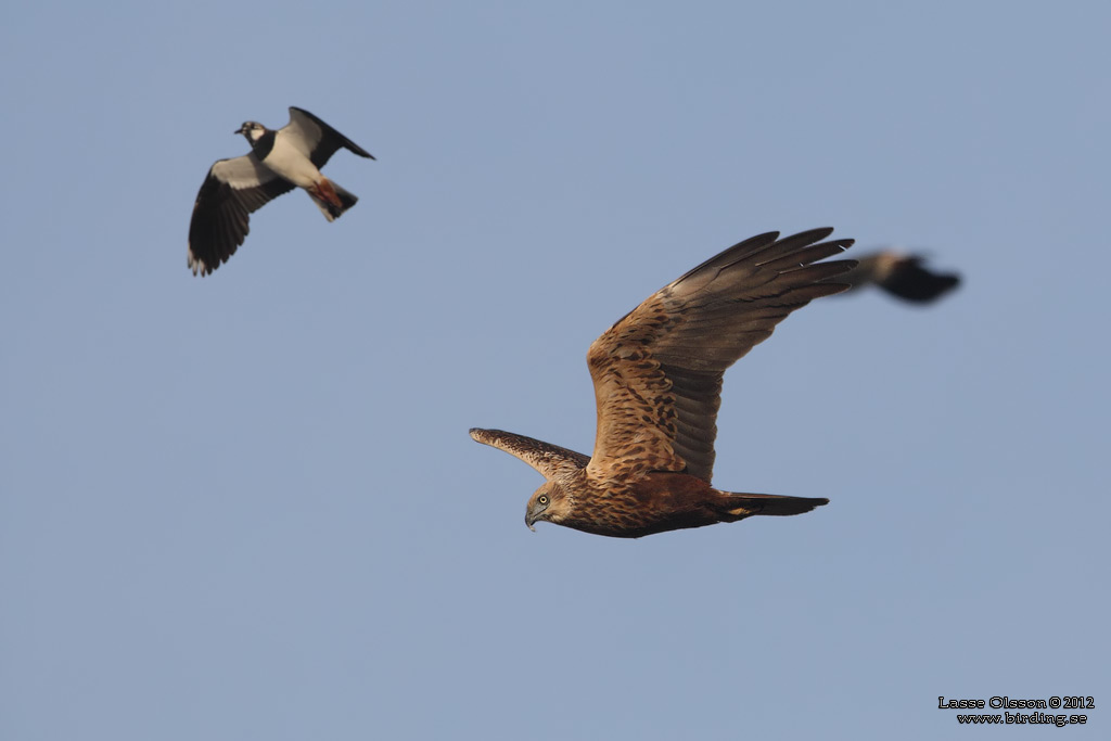 BRUN KRRHK / WESTERN MARSH HARRIER (Circus aeroginosus) - Stng / Close