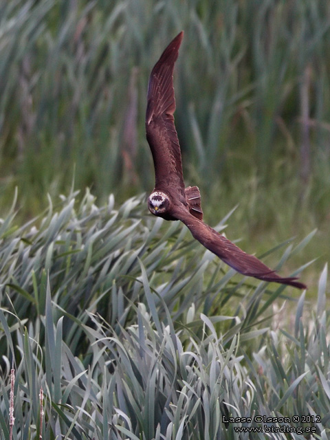 BRUN KÄRRHÖK / WESTERN MARSH HARRIER (Circus aeroginosus) - STOR BILD / FULL SIZE