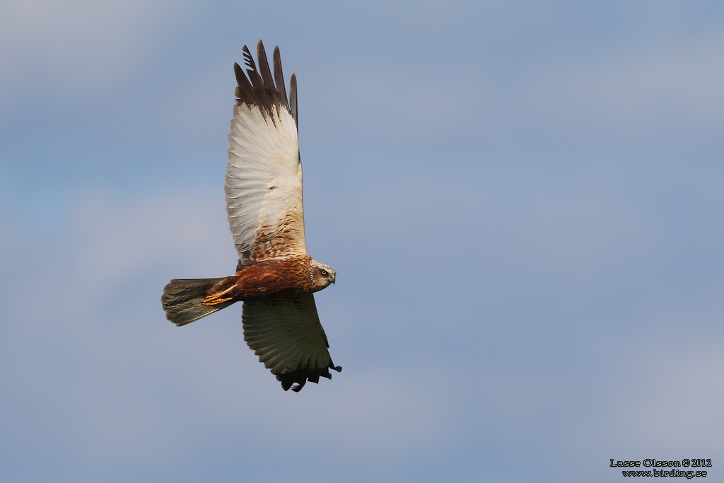 BRUN KRRHK / WESTERN MARSH HARRIER (Circus aeroginosus) - Stng / Close