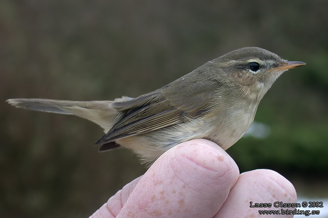 BRUNSNGARE / DUSKY WARBLER (Phylloscopus fuscatus)